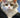 Selkirk Rex Cat Longhair