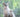 The American shorthair cat, discover this beautiful cat breed