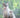 The American shorthair cat, discover this beautiful cat breed