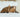 My cat snores: when should I worry?