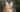 The Maine Coon XXL cat: everything you need to know about this particularly large cat breed