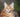 The Maine Coon XXL cat: everything you need to know about this particularly large cat breed