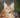 The Maine Coon XXL cat: everything you need to know about this particularly large cat breed