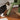 FlowerTower ceiling cat tree
