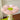 FlowerTree XL small cat tree