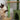 TripleTower ceiling cat tree