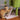 TripleTower ceiling cat tree
