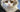 Selkirk Rex Cat Longhair