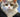 Selkirk Rex Cat Longhair