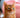 Abyssinian cat orange