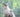 American Shorthair Cats