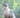 American Shorthair Cats