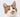 European Shorthair cat