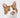 European Shorthair cat