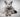 grey British Shorthair cat