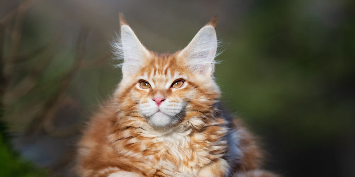 Maine Coon XXL: Gentle Giant with Striking Looks – Catalulu