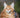 maine coon xxl cat