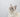 siberian cat white