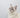 siberian cat white