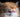 10 cutest cat breeds